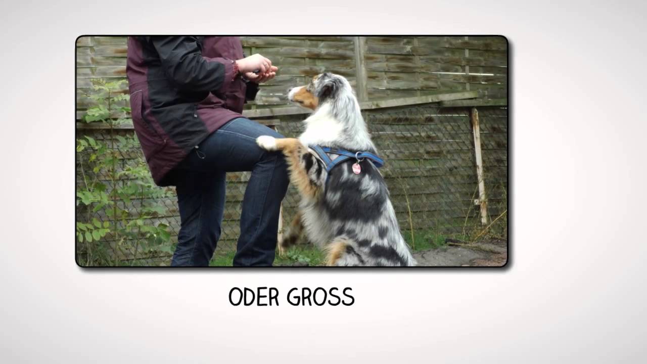 Crossdogging - Turnier