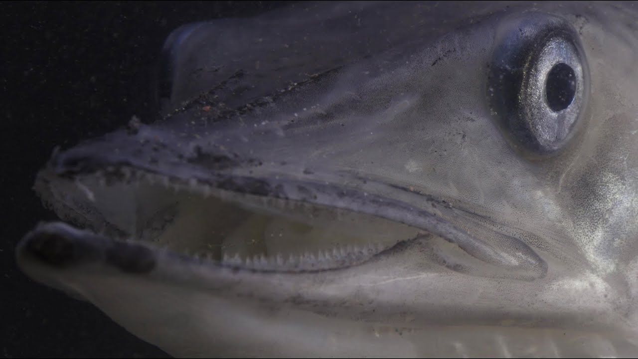 Chasing Icefish