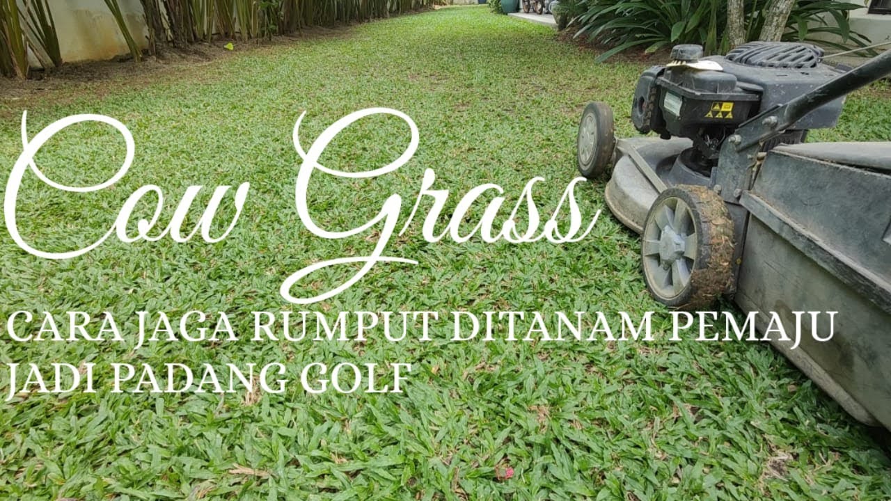 PELIHARA DAN BAIK PULIH RUMPUT COWGRASS Gred C Pemaju Menjadi Gred A Seperti Padang Golf