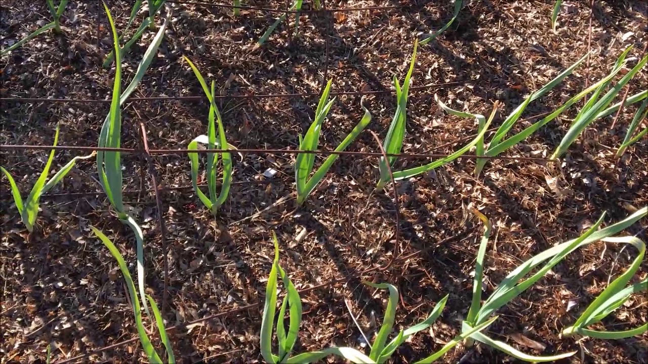 First Visit to My Zone 7 Garden