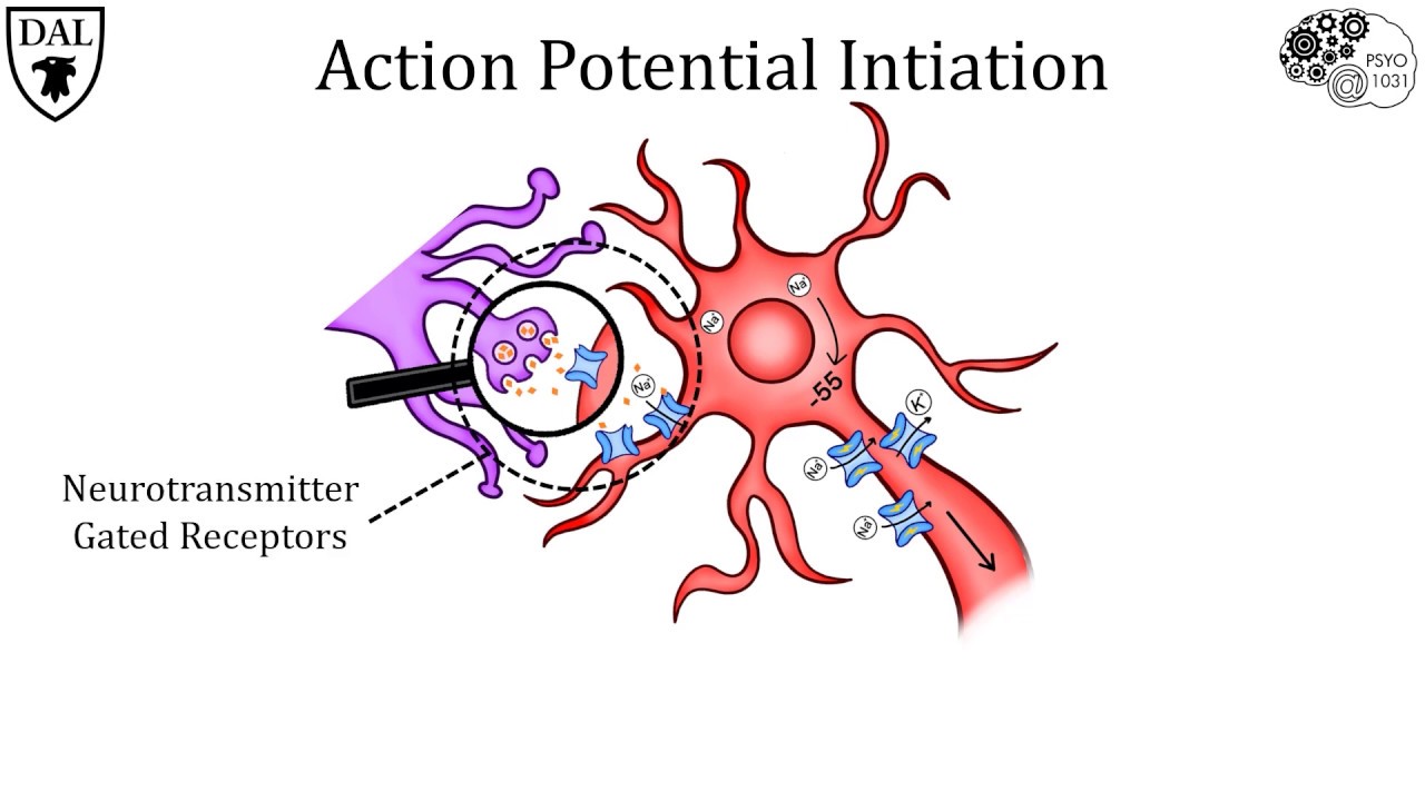 Tricky Topics: Action Potentials
