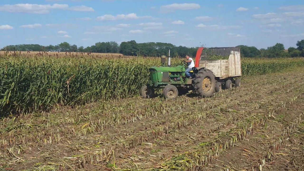 Chopping sorghum