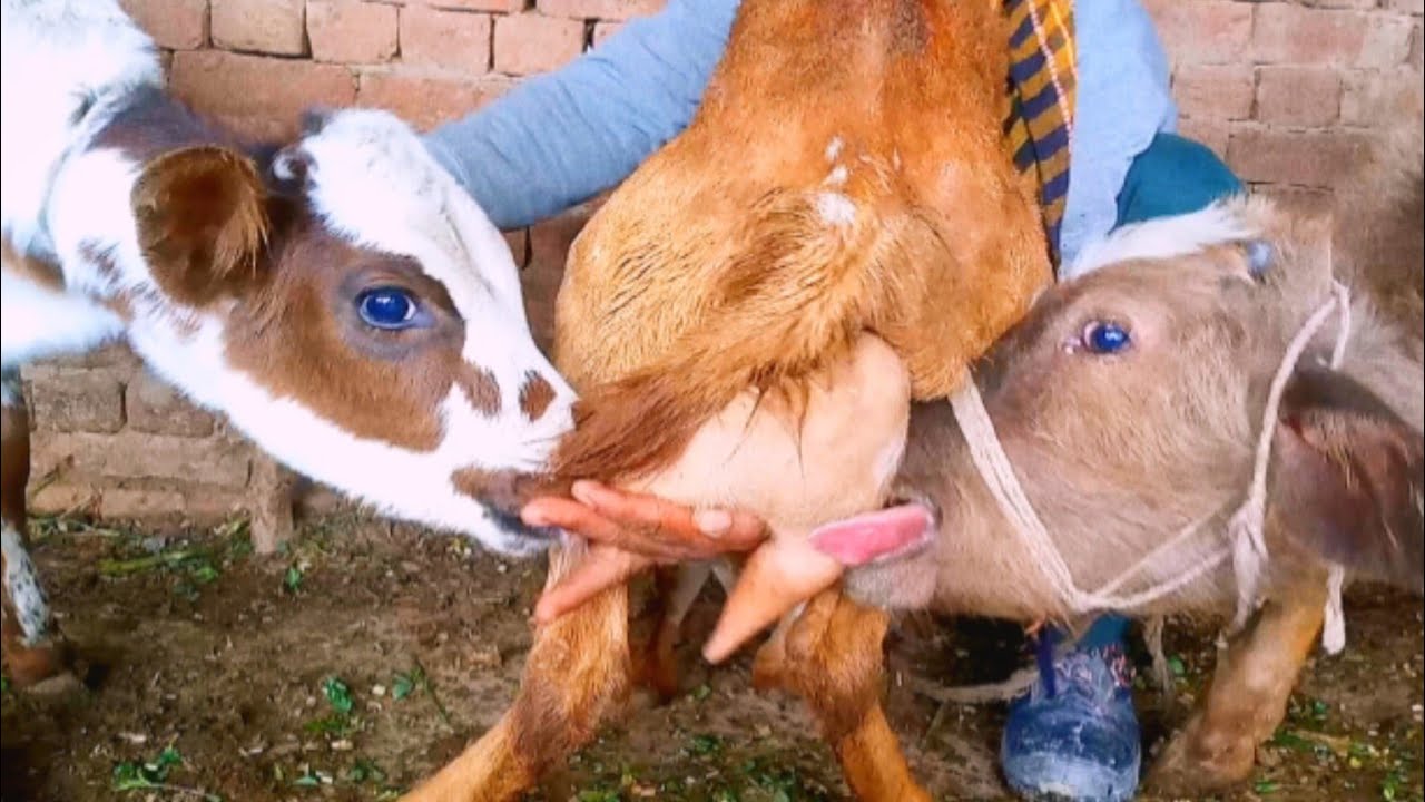  Goat Milking interesting video//January 5, 2026