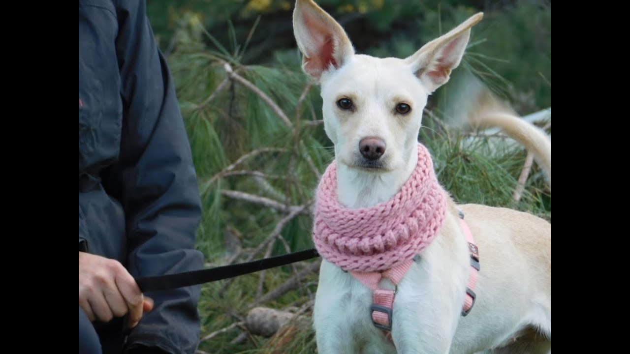 galgos france - MIKA (ex-Yaika)