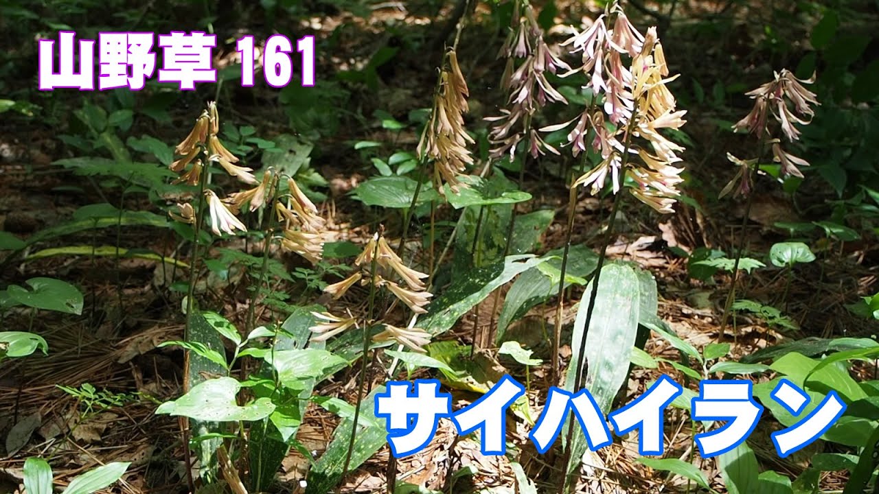 サイハイラン―山野草161