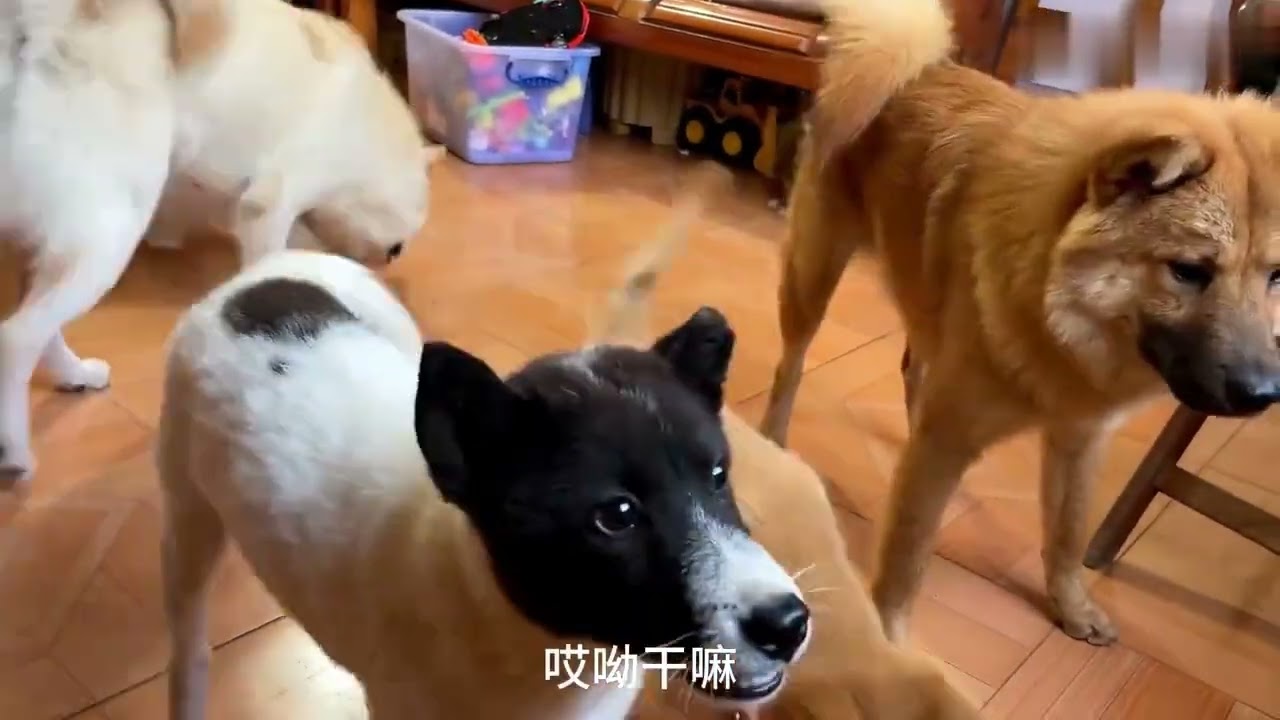 Spending the Day with My Dog & Puppy | Puppy & Dog React to a Lion on TV🐶