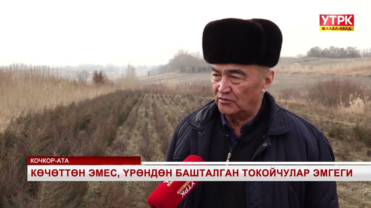 Көчөттөн эмес, үрөндөн башталган токойчулар эмгеги