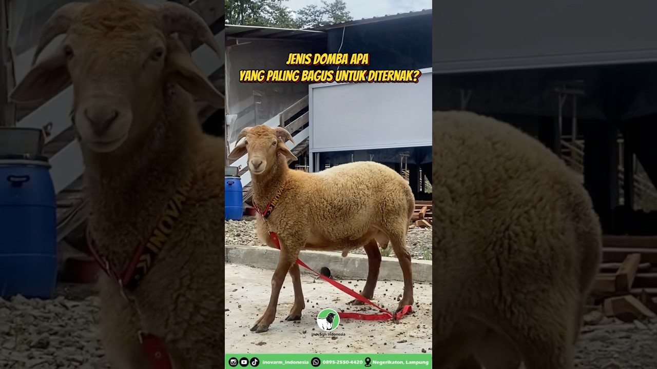 Ini adalah jenis  domba terbaik untuk diternak?!