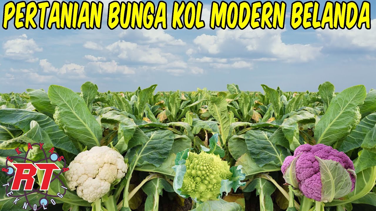 PERTANIAN BUNGA KOL MODERN BELANDA | PROSES PERTANIAN KEMBANG KOL