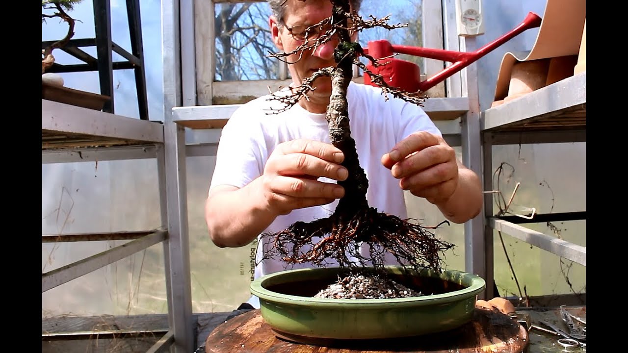 Repotting a Larch Bonsai, April 2016