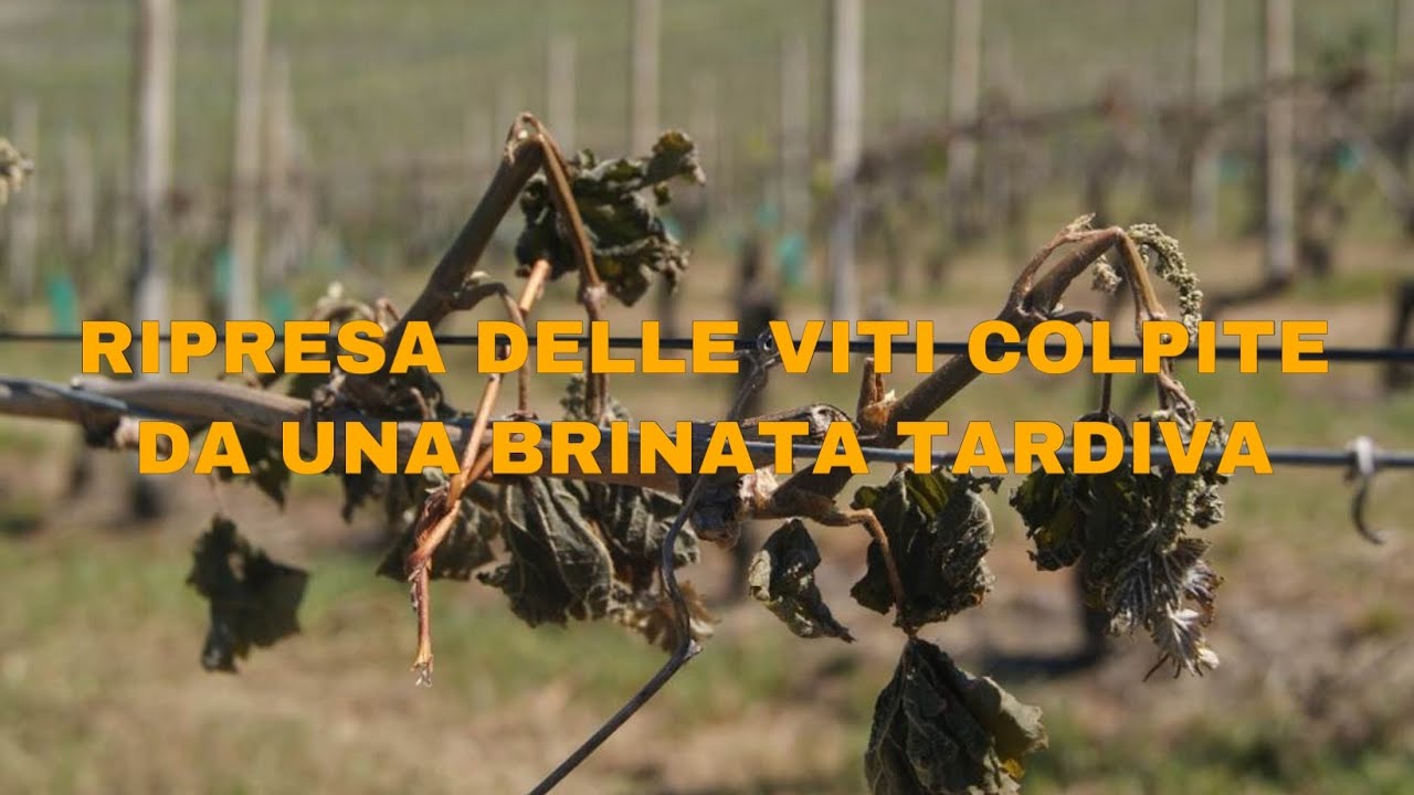 RIPRESA DELLE VITI COLPITE DA UNA BRINATA/GELATA TARDIVA