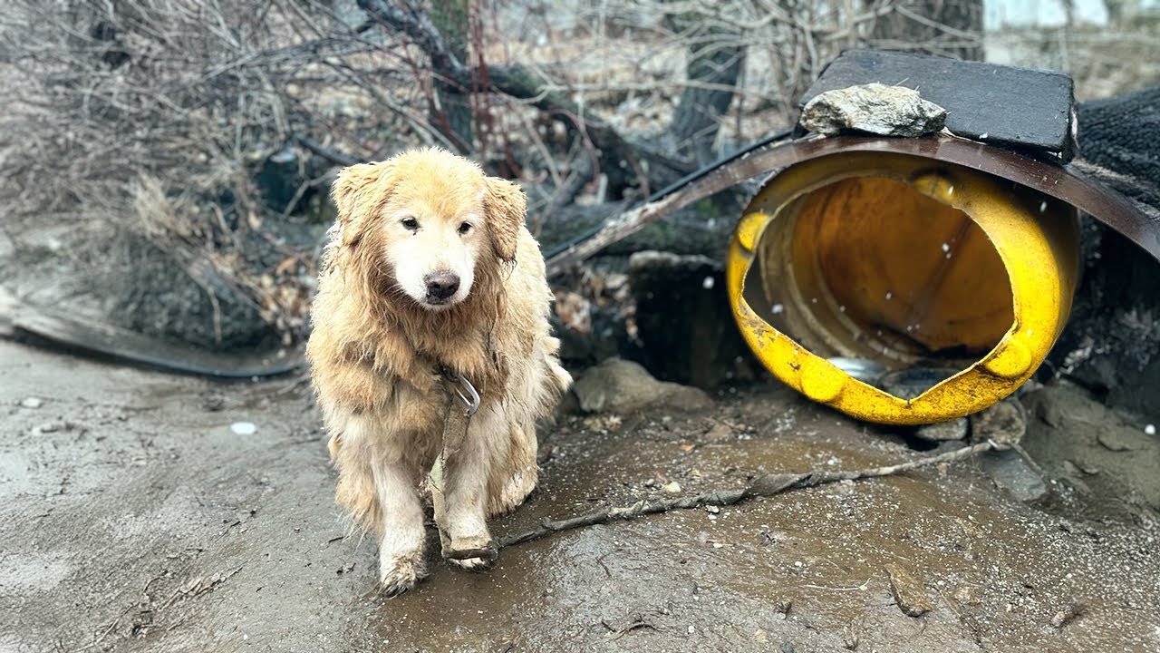 Chained and kept in a hut for 14 years to guard the villas, he forgot what freedom was