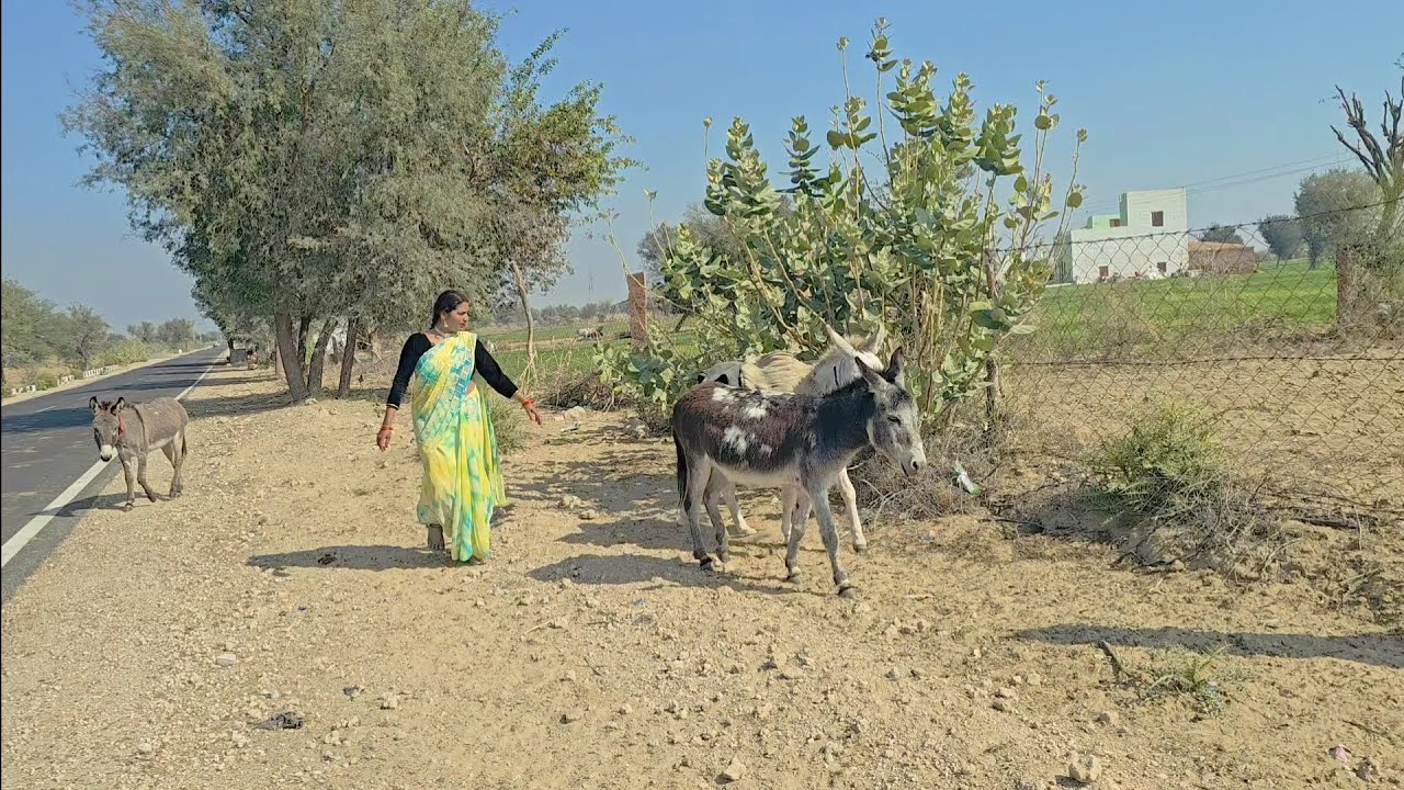 पाकिस्तान 🇵🇰 बोर्डर के पास रेत से साफ करने पडते हैं Desert village life in 🇮🇳 india