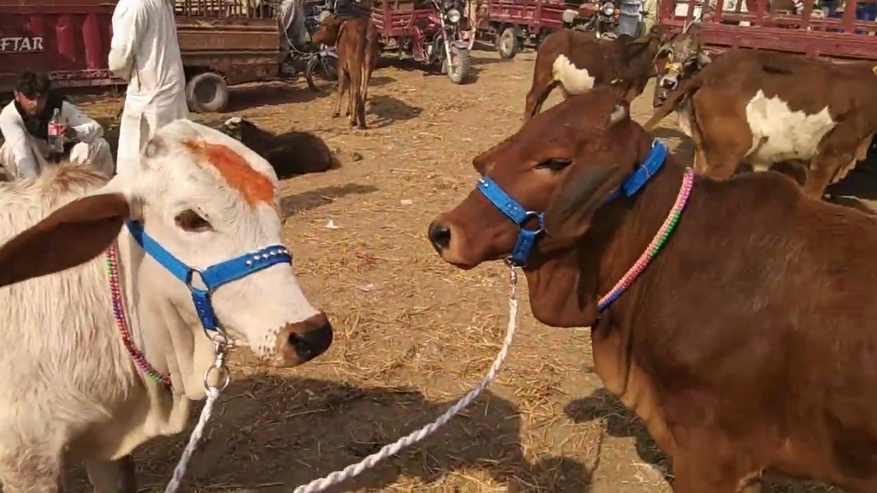 بہاولپور مویشی منڈی خوبصورت چولستانی بچھڑی 