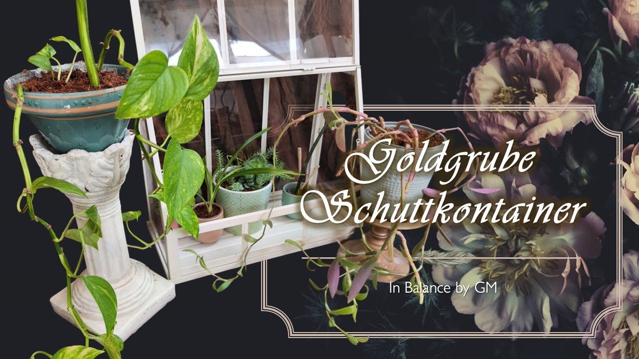DIY - Ableger in alten Töpfen - Goldgrube Schuttkontainer