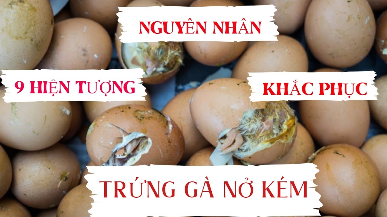 Hướng Dẫn Cách Khắc Phục Trứng Gà Sát Vỏ | Gà Khòe Chân