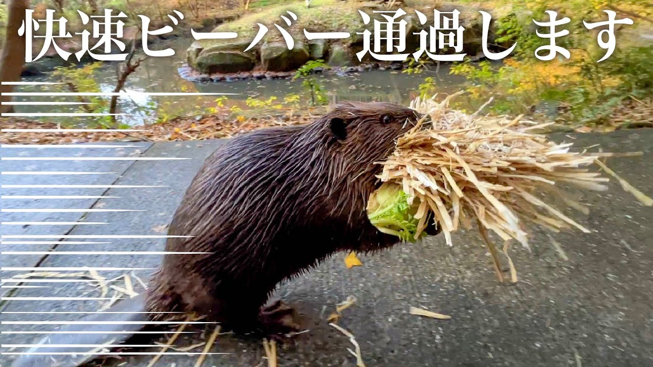 まもなく、快速ビーバーが通過しますので黄色い線までお下がり下さい。
