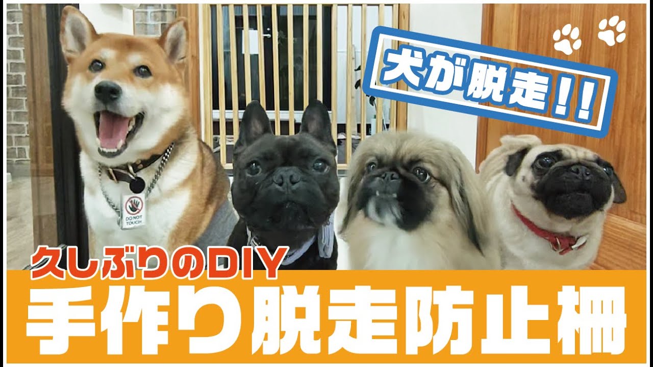 【問題解決】犬が脱走！！犬カフェ店員が手作り脱走防止柵！！久しぶりのDIY動画