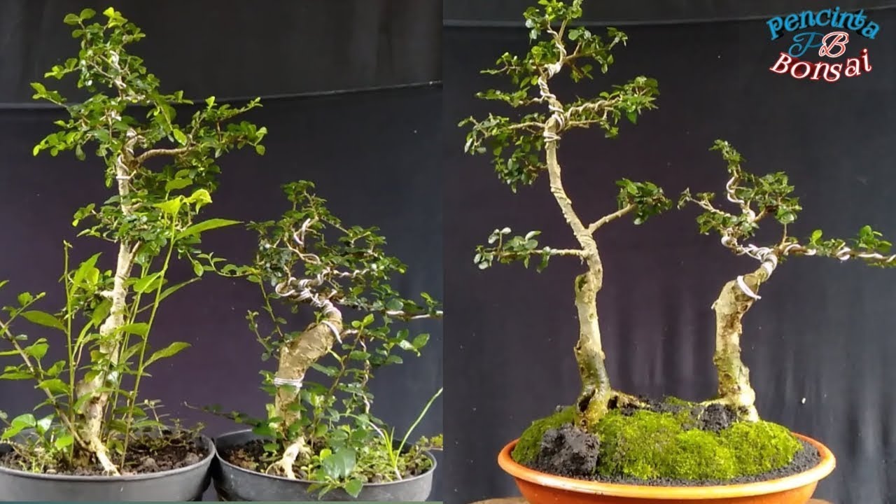 Membuat bonsai semi gruping dari bahan bonsai sederhana