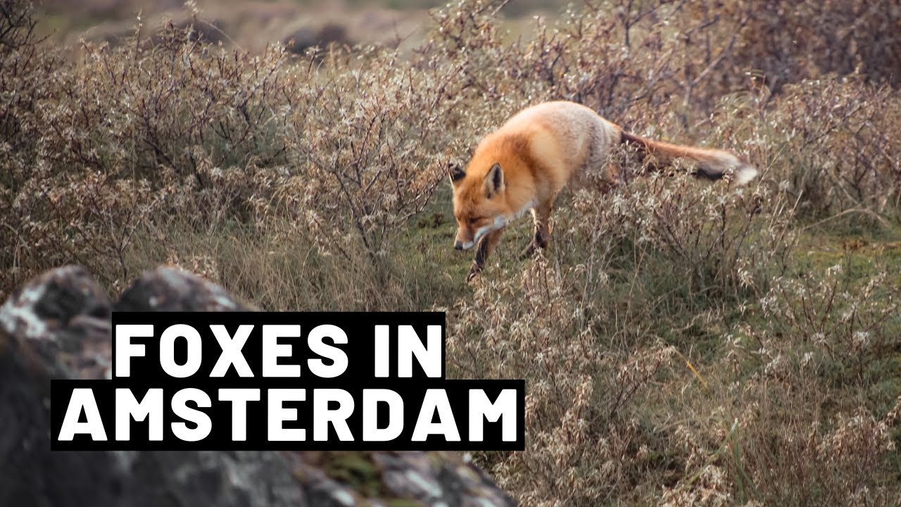 Foxes in the Amsterdamse Waterleidingduinen