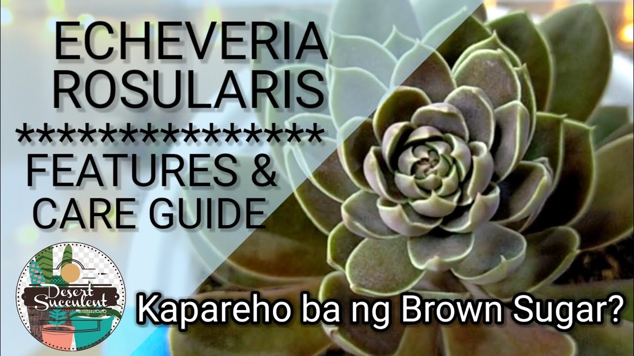 55/100 Echeveria Rosularis Succulent Care Guide | A brown-looking Succulent • Brown Sugar look-alike