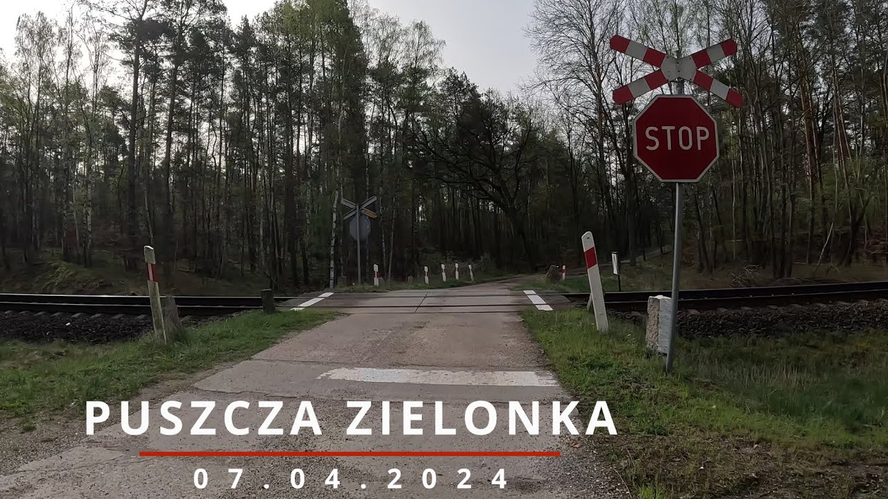 Puszcza Zielonka na rowerze: Najlepsza ucieczka z Poznania! 🌲