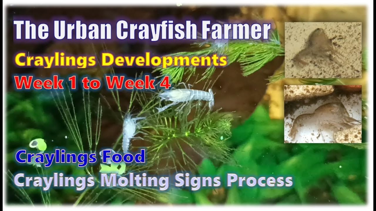 Crayfish Craylings Developments, Week 1 to 4│What? Craylings Food│Molting Process, Molting Indicator