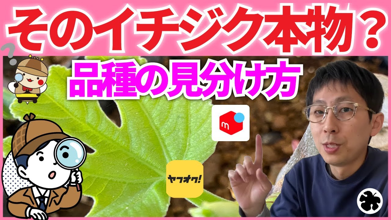 【イチジク】偽物？本物？苗を買う前に見てほしい！品種の見極め方（育て方）