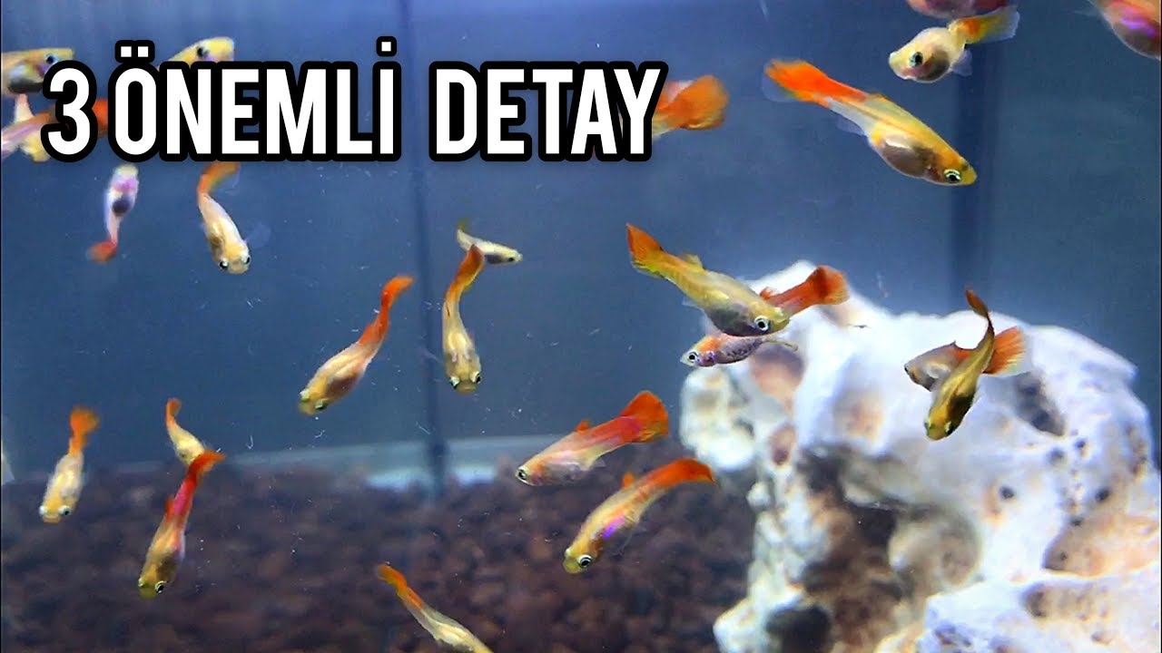 Lepistes Yavrusu Bakımı