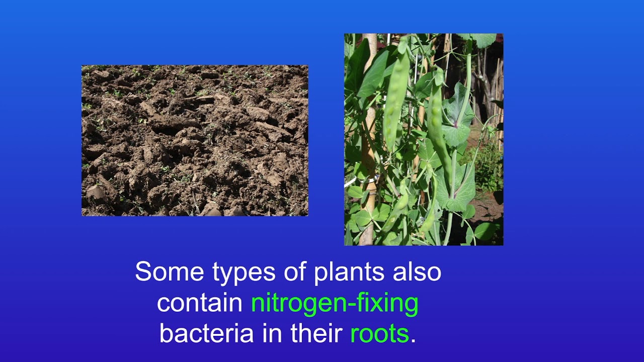 GCSE Biology Revision The Nitrogen Cycle (Triple)