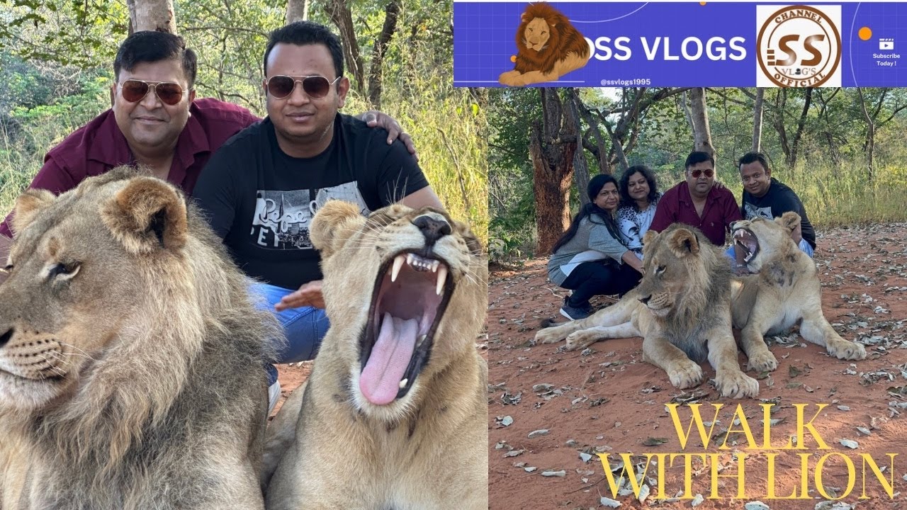 Walk with lion | Livingstone | Mukuni Big 5 Safari | @ssvlogs1995 | Lions | Play with lions | Sher