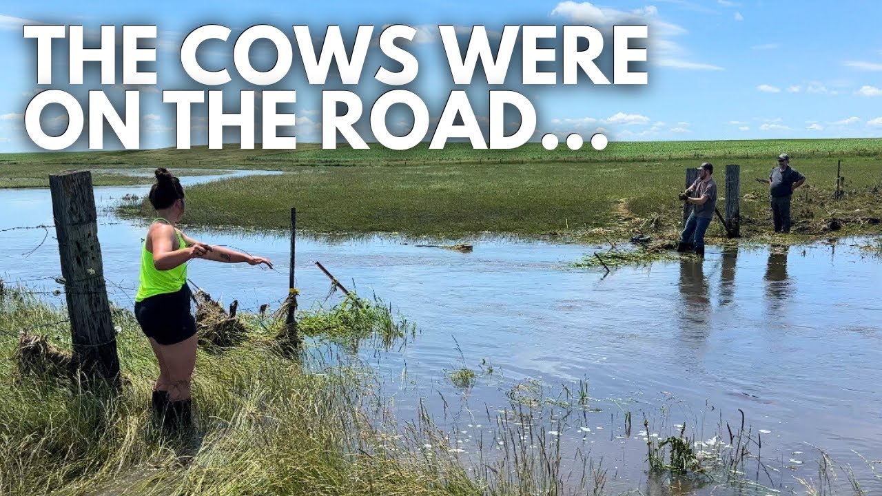 Fixing fence after the flood & cleaning the cow/calf barn | Day in the life of a 27 year old farmer