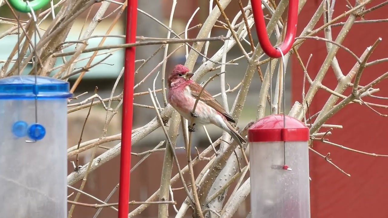 Purple Finch iNat 208505893