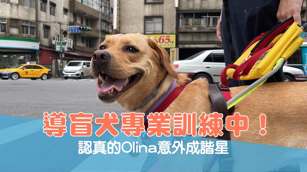 【導盲犬上課趣 Ep.45】導盲犬專業訓練中！ 認真的Olina意外成諧星