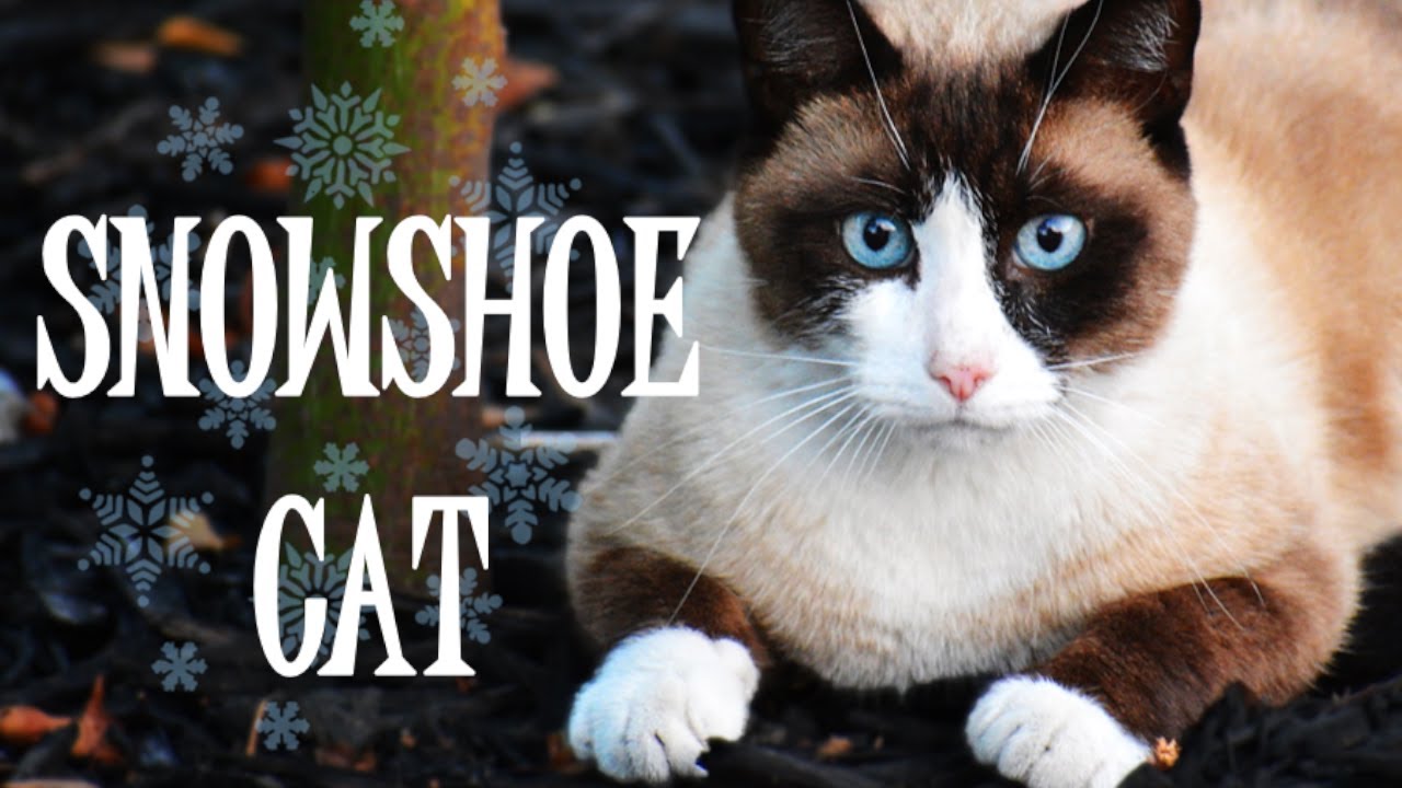Snowshoe - Everything about these gorgeous cats