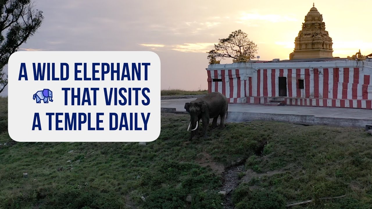 A Wild Elephant That Visits A Temple Daily