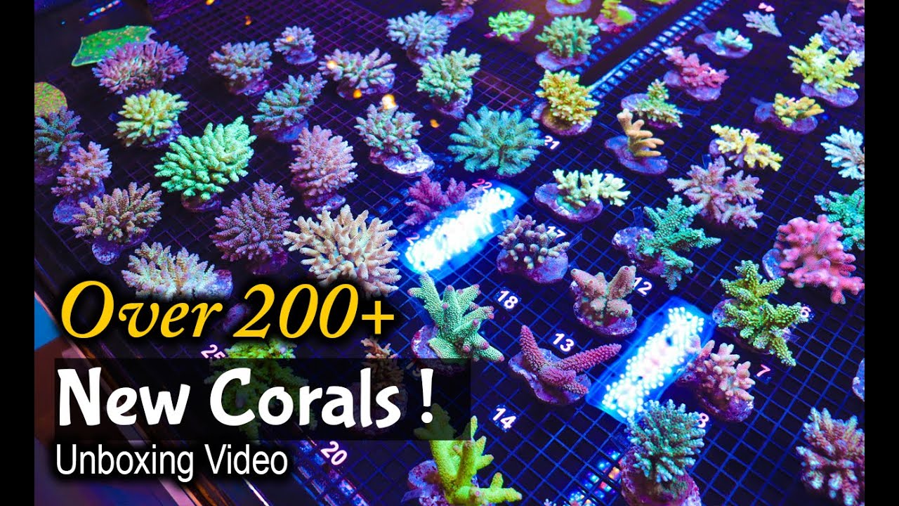 Indonesian Coral Unboxing !