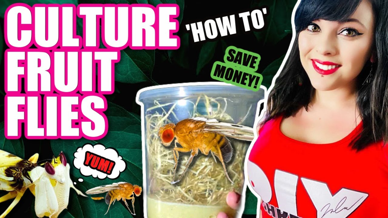 Fruit Fly Culture - How to start and keep a culture going