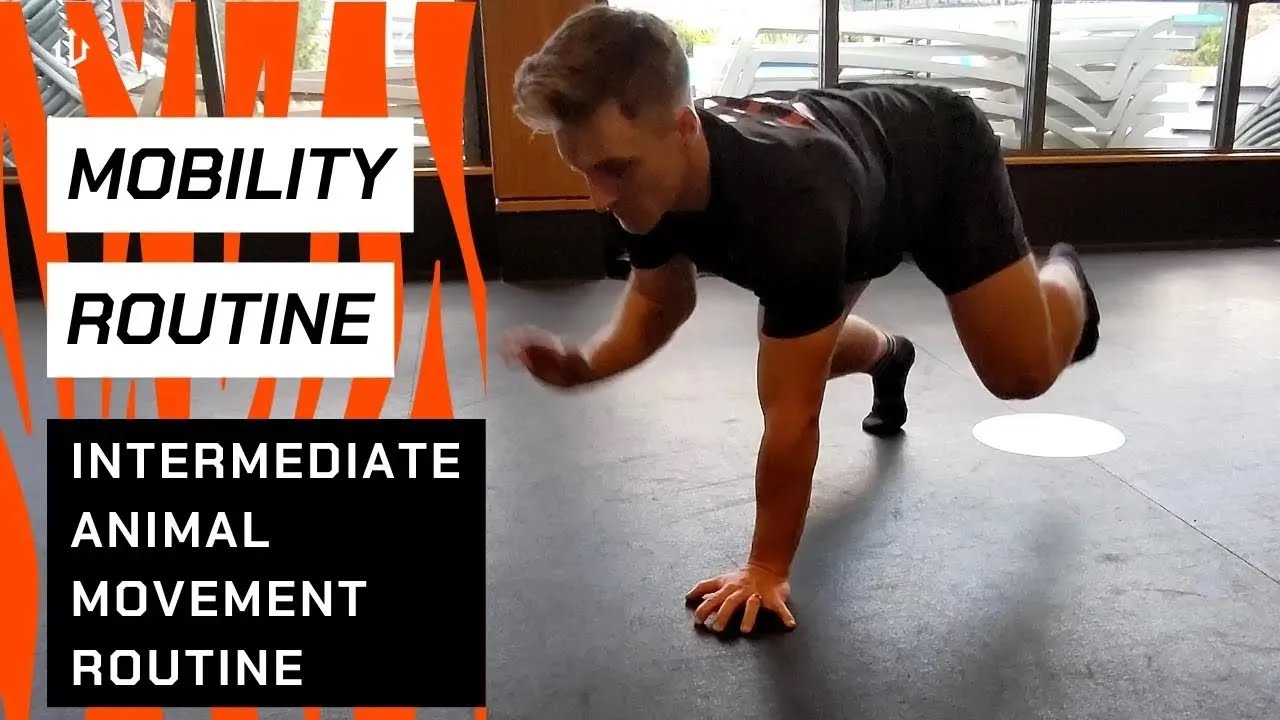 Intermediate Level Animal Mobility // Follow Along