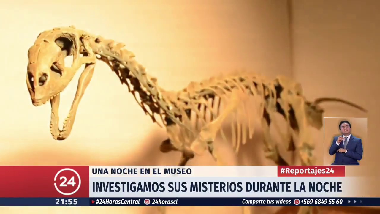 Los secretos y misterios de una noche en el Museo de Historia Natural | 24 Horas TVN Chile