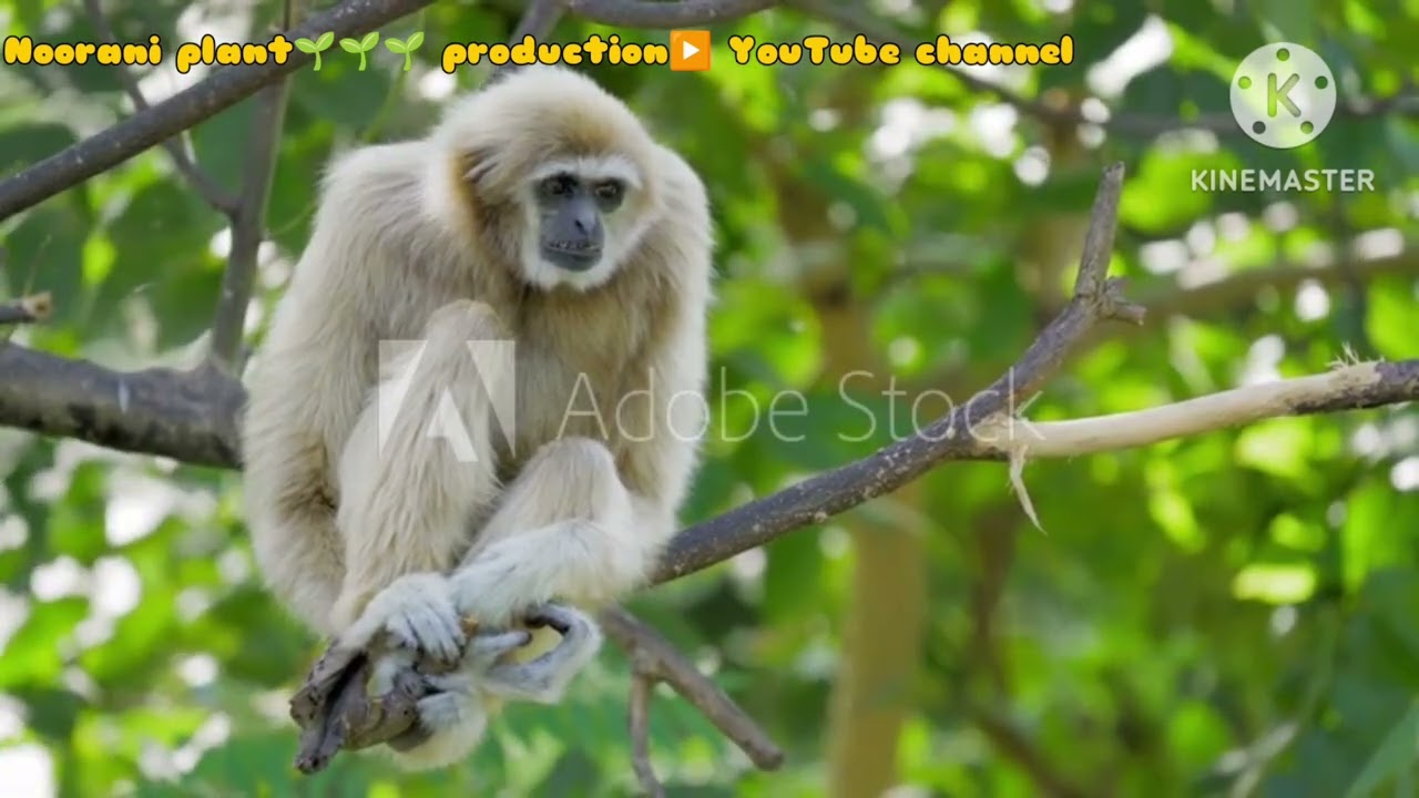 Gibbons family Monkey🐒