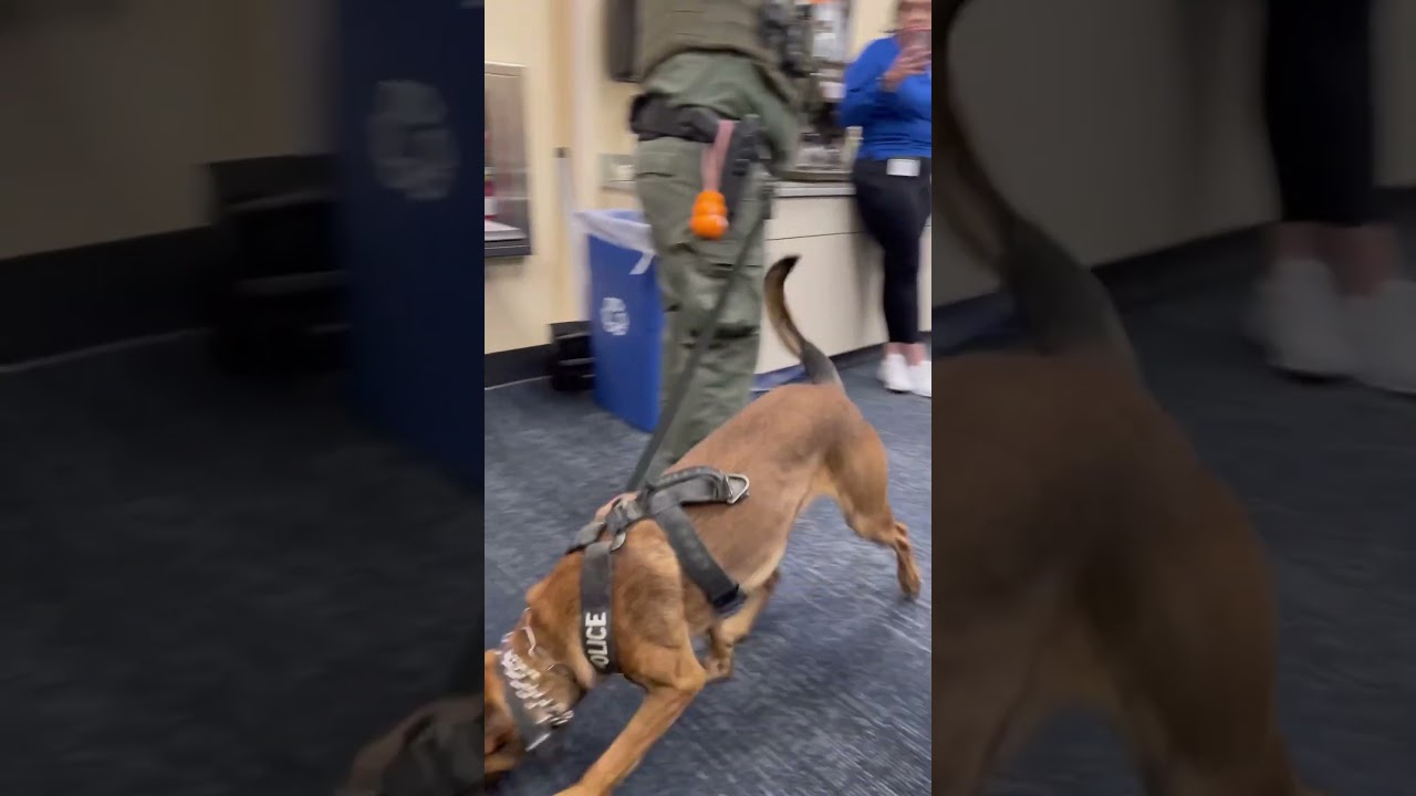 K9 very eager to find the Drugs. #k9 #canine #caninetraining #fypシ #fyp #policedog