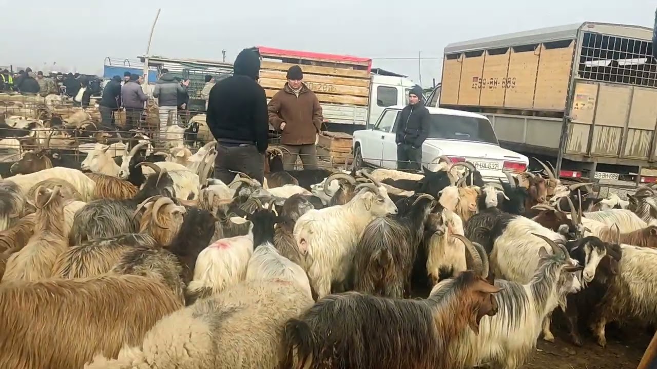 Bərdə qoyun  bazarl 01.03.2024.050.571.71.57