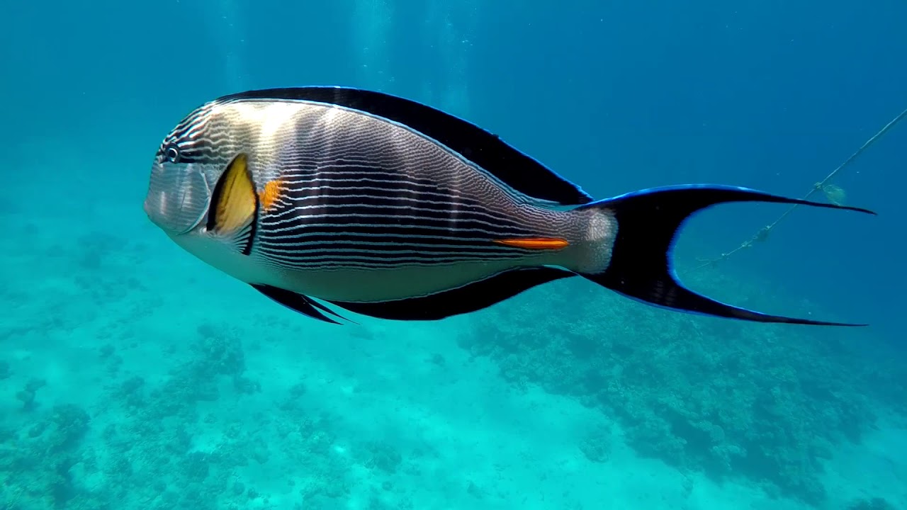 Our PADI Open Water Diver certification. White Knight beach.