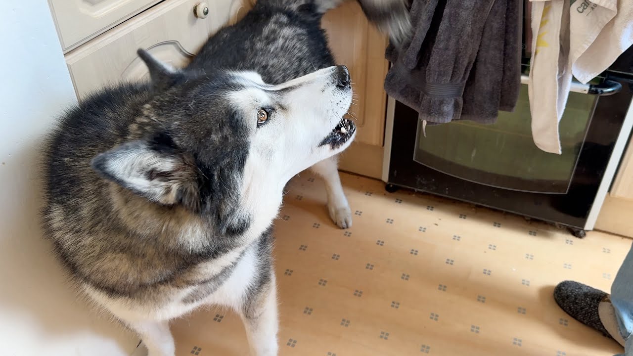Husky Doesn’t Like What His Nan Calls Him!