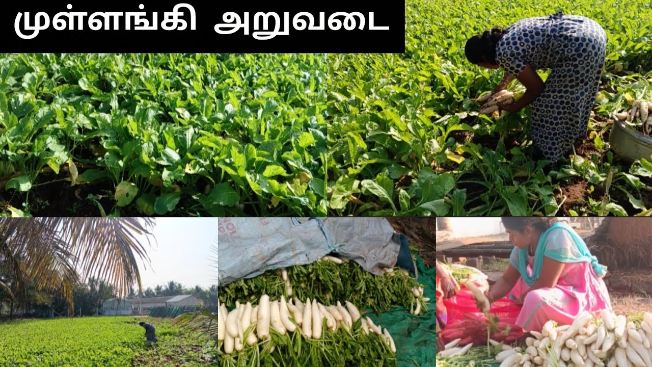 ✨தோட்டத்தில் எனது ஒரு நாள் வேலைகள்✨ முள்ளங்கி அறுவடை🧺🧑🏼‍🌾