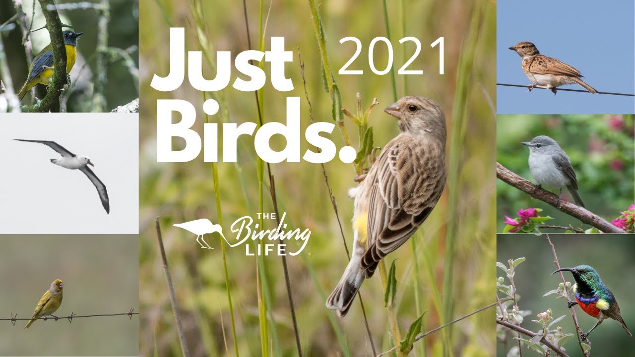 Birds of South Africa (2021)