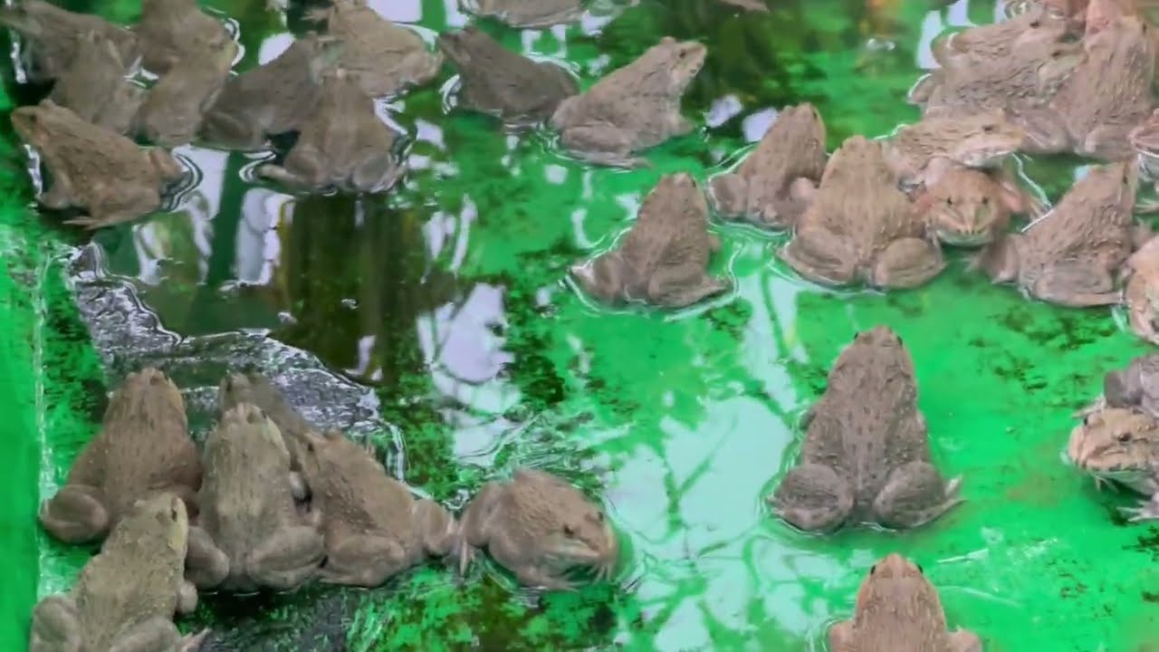 Frog Jump Power Test!