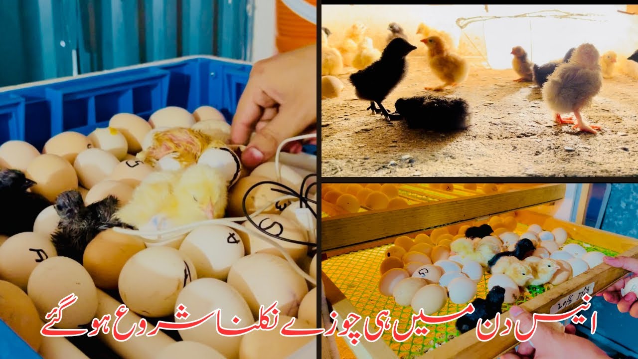Fancy Chicks Hatching in Record Time! Explore the Incredible Hatchery Machine