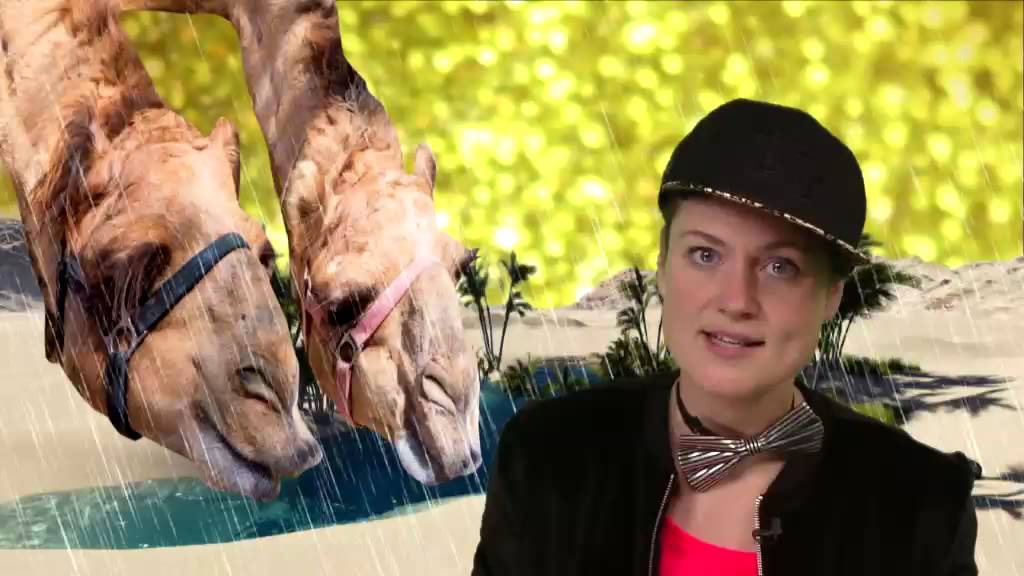 Waarom hebben kamelen en dromedarissen bulten op hun rug? | Het Klokhuis